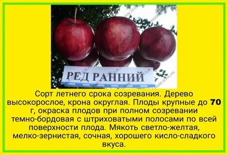 Сорта яблоня отзывы