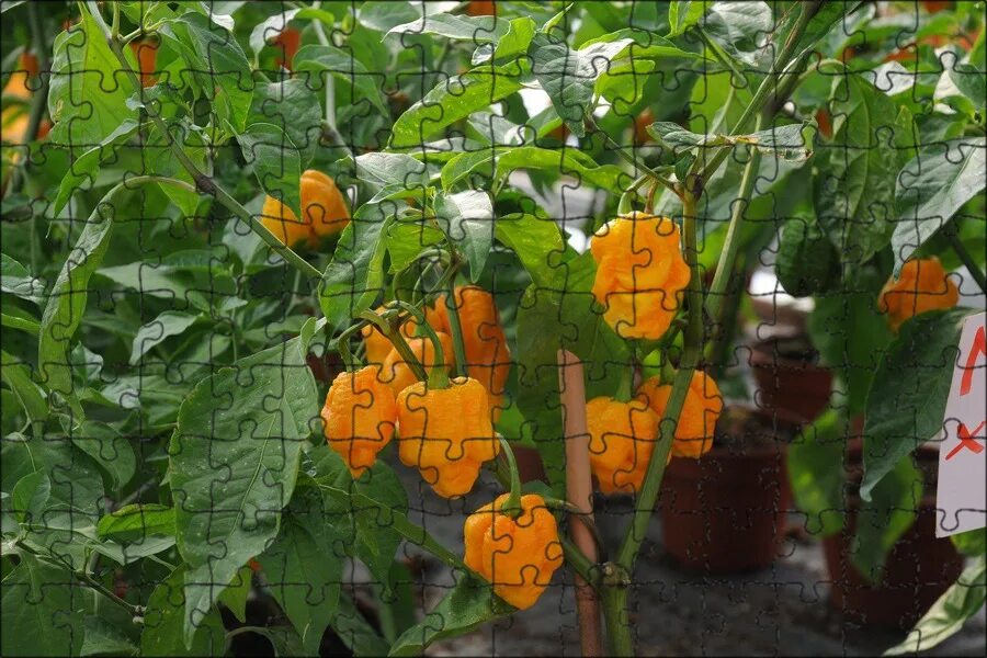 Семена Перец "Золотой телец", 4 упаковки + 2 Подарка от продавца - купить в инте
