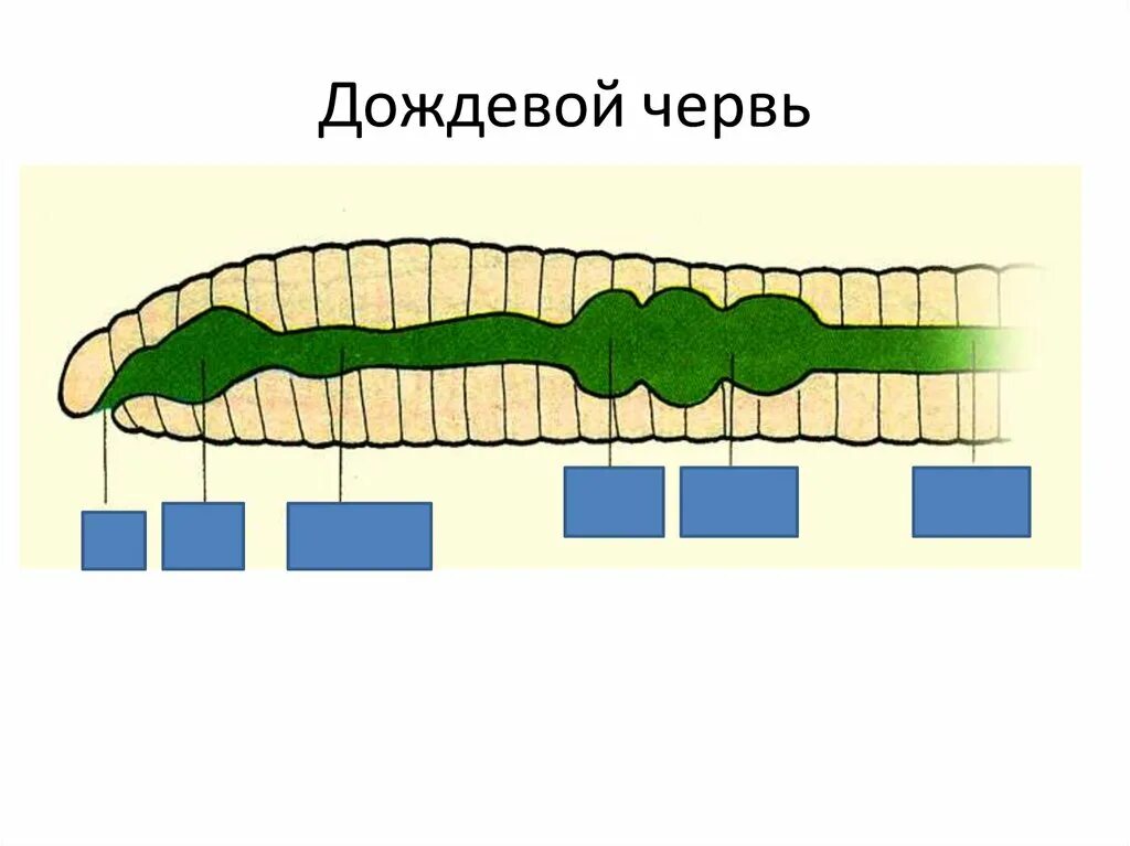 Дождевой червь рисунок. Пищеварительная система червяка дождевого. Пищевая система дождевого червя. Пищеварительная система дождевого червя биология 6 класс. Схема пищеварительной системы дождевого червя.
