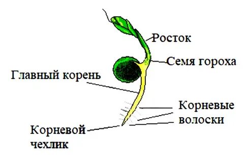 Лабораторная работа по биологии горох