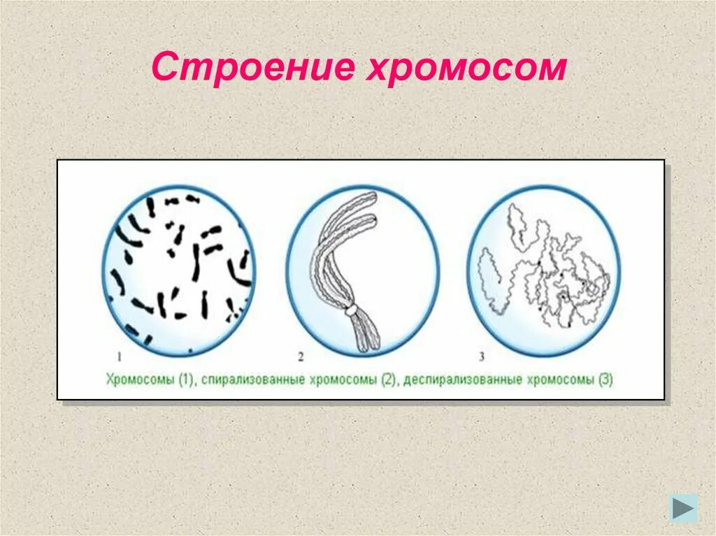 Д спирализация. Спирализация хромосом. Сперализованная хромосома. Деспирализованные хромосомы. Спиралищованная хромосома.