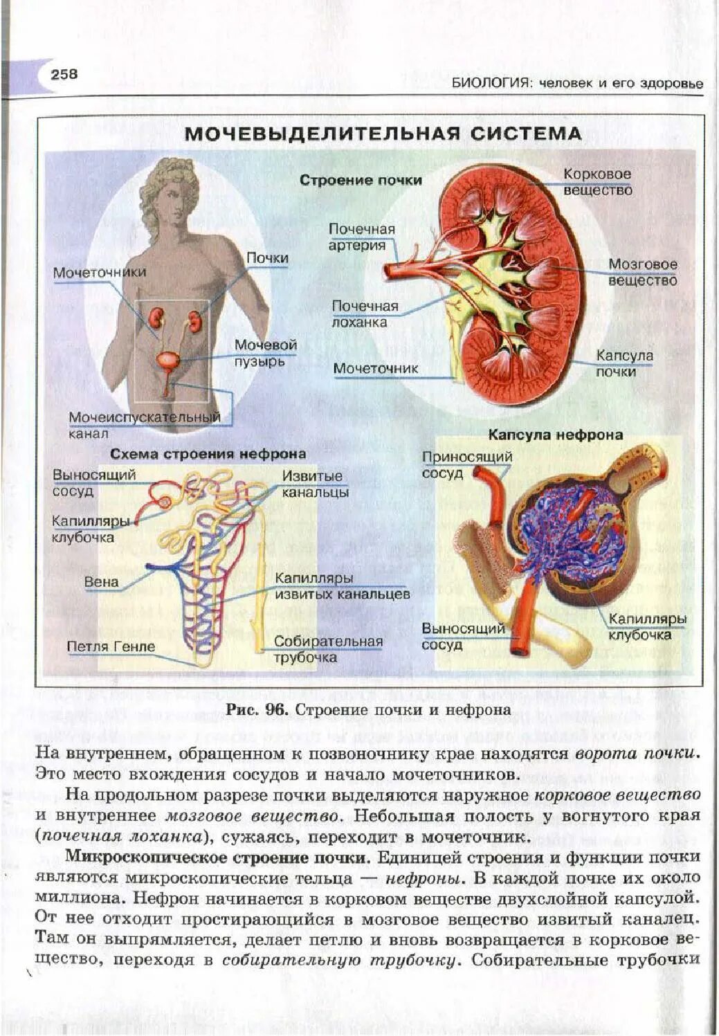 Строение почки 8 класс биология. Человек биология. Строение почки человека 8 класс биология. Биология 8 класс человек. Уроки биологии 8 кл