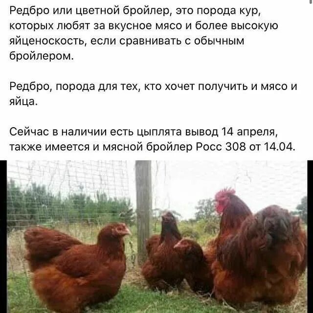 Куры ред бро: найдено 84 изображений