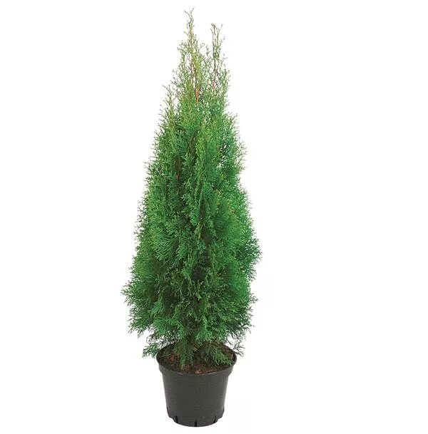 туя западная globosa. туя 50. туя цена. туя западная вудварди. туя западная брабант.