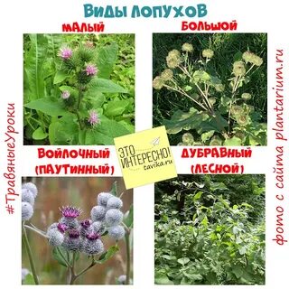 Систематическая группа лопуха