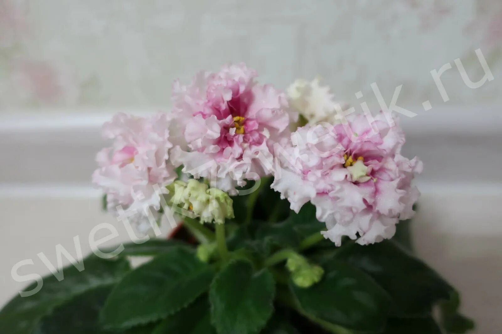 Фиалка влечение. Фиалка влечение. Сенполия влечение. Ав влечение. Сенполии ав влечение.