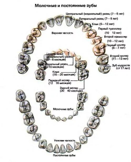 Анатомия молочных зубов каналы. Топография каналов зубов верхней и нижней челюсти. Схема корневых каналов постоянных зубов. Топография корневых каналов молочных зубов.