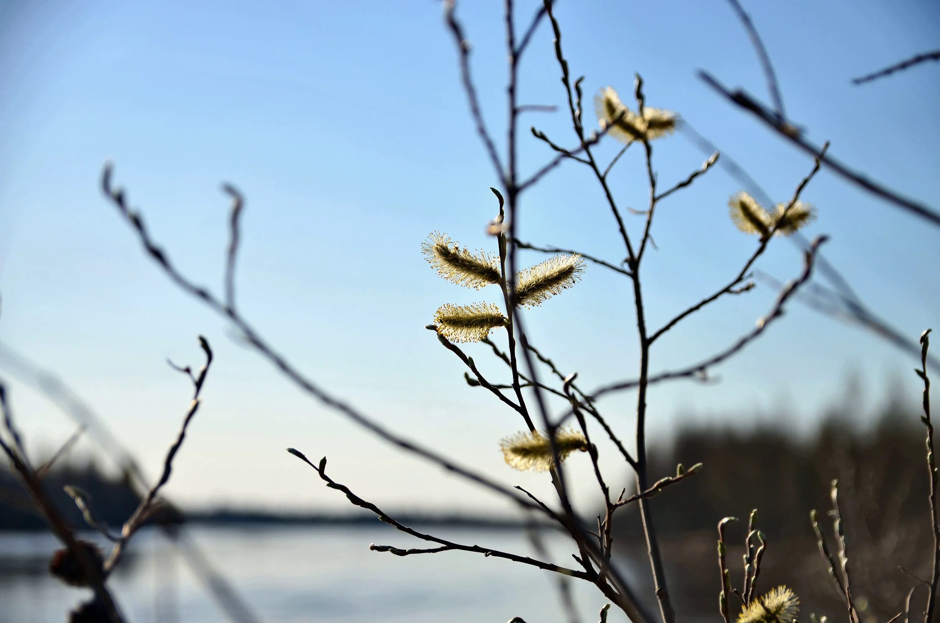 апрельская вишня. июль апрелю. весенняя природа апрель. верба. природа весной.