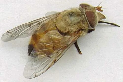 Навигатор сергея овода 2023. Навигатор сергея овода 2023. Навигатор сергея овода 2023. Слепень и овод. Навигатор сергея овода 2023.