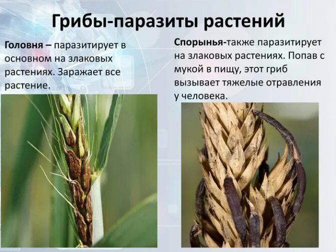 Какой вред наносят хлебным злакам головня. Грибы головня и спорынья. спорынья гриб паразит. грибы паразиты растений головня. спорынья головня фитофтора.