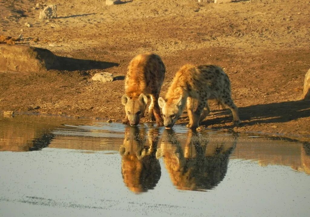 Кошкообразные. Когда жили гиены раньше были собаки.