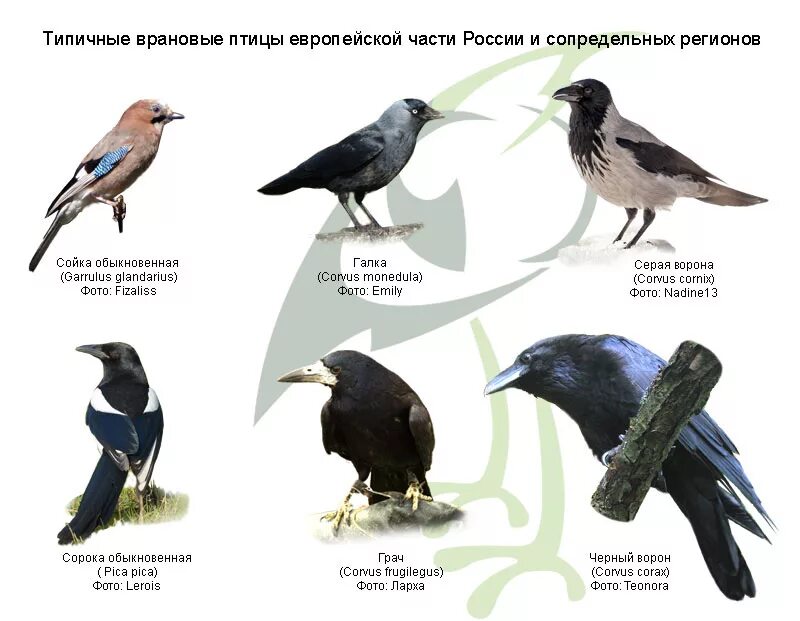 К какому виду относятся вороны