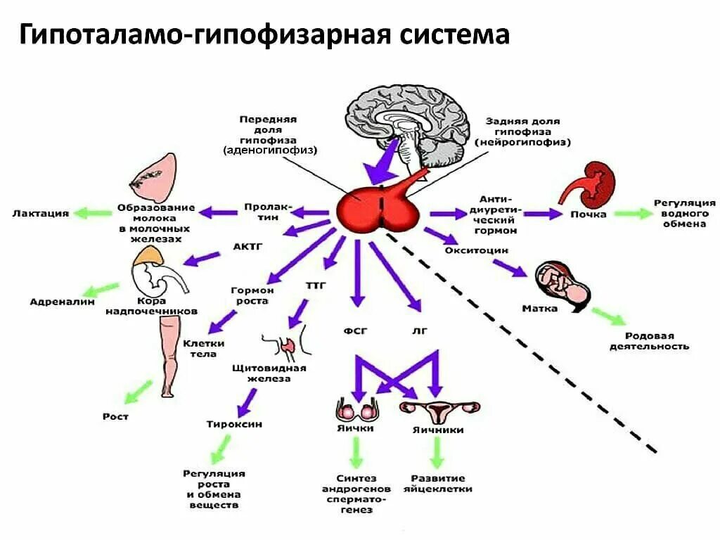 Действия гипофиза. Схема работы системы гипоталамус гипофиз. Гипоталамо-гипофизарная система гормоны схема. Схема действия гипоталамо-гипофизарной системы гормоны. Гипоталамус и эндокринная система схема.