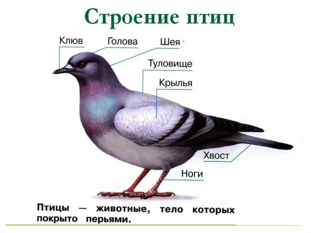 Названия птиц на башкирском языке. Строение тела птицы для детей. строение тела птицы для дошкольников. части тела зимующих птиц. строение птицы для детей 3 класса.