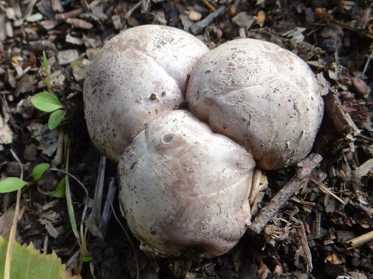 млечник нейтральный дубовый. съедобные грибы архыза. грибы которые растут под дубами. осенние грибы грузди. чешуйчатка клейкая pholiota lenta.