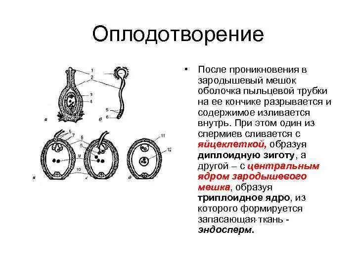 Оплодотворение только при наличии воды. Оплодотворение зародышевого мешка. Зародышевый мешок покрытосеменных. Зародышевый мешок у цветковых растений это. Восьмиядерный зародышевый мешок.