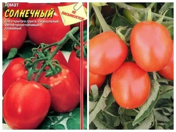 Томат столыпин характеристика и описание сорта фото Семена Томат, Столыпин, 20 шт, цветная упаковка, Аэлита в Москве: цены, фото, от