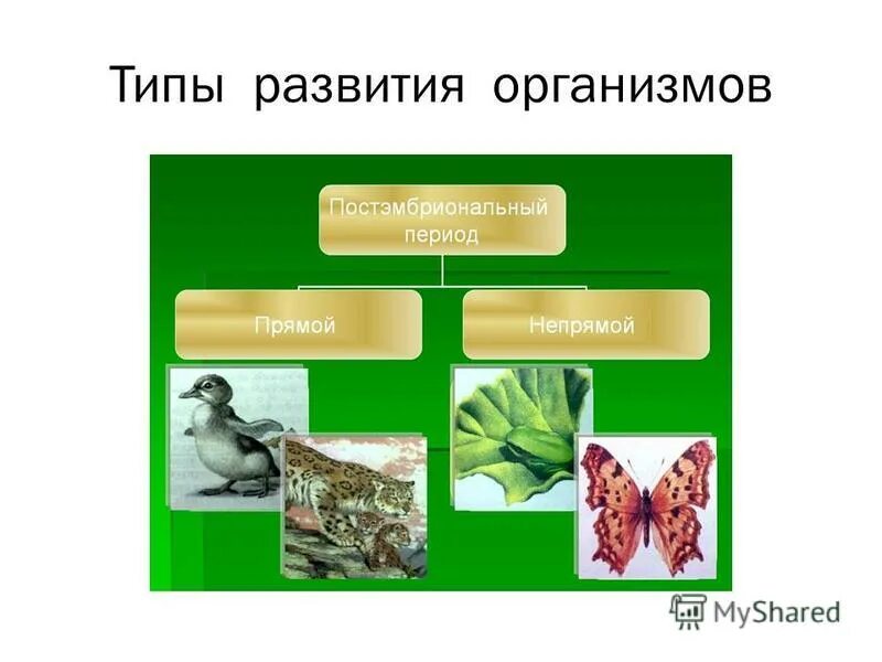 Типы развития организмов. Прямое и Непрямое развитие организмов. Виды развития организма. Типы постэмбрионального развития.