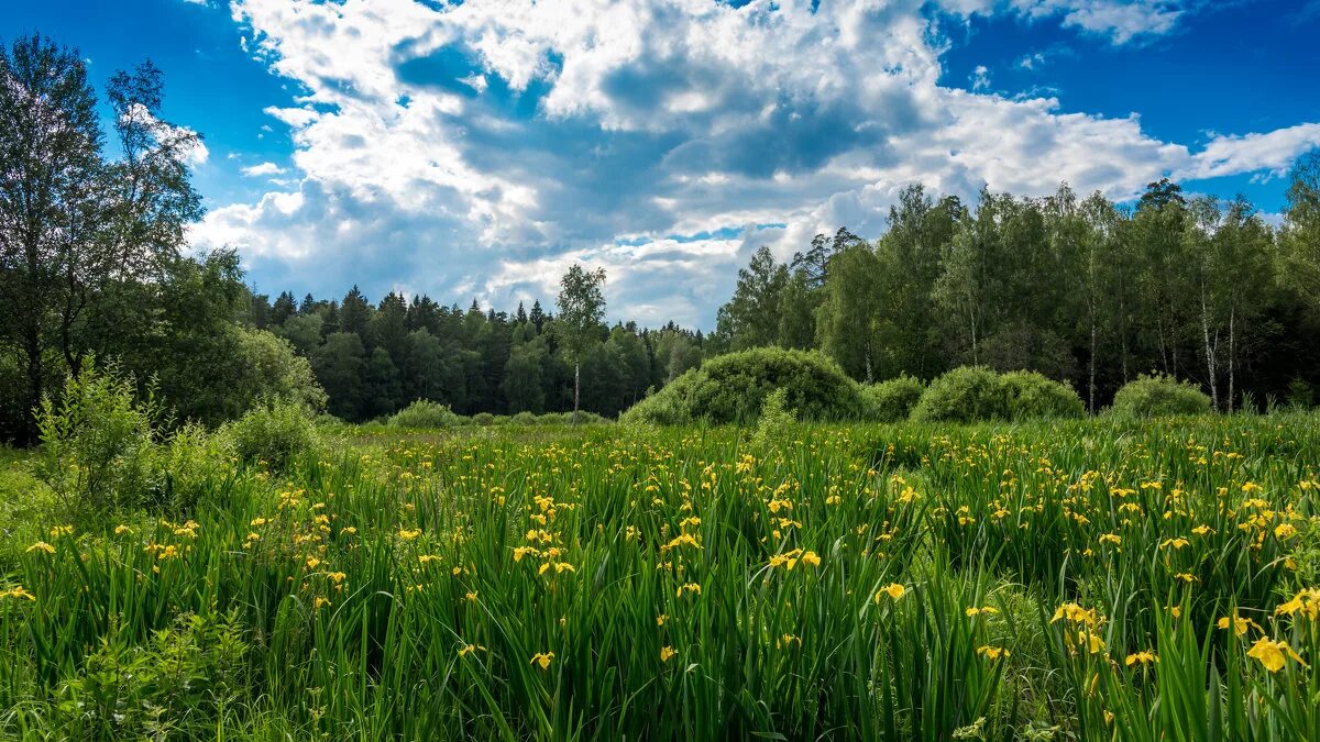 растительный мир москвы. растительный мир москвы. растительный мир москвы. сад растения татьяны воловик. ботанический сад мгу москва.