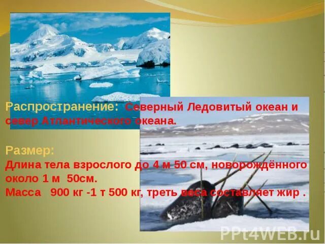 Протяженность Северного Ледовитого океана. Размеры Северного Ледовитого океана. Визитная карточка Северного Ледовитого океана. Визитка Северного Ледовитого океана. Северный океан протяженность