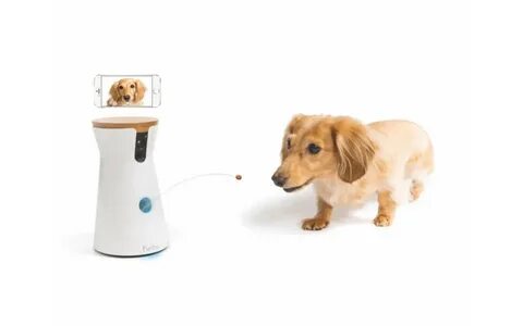 Dog cam