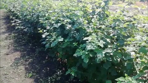 Малина после плодоношения что делать