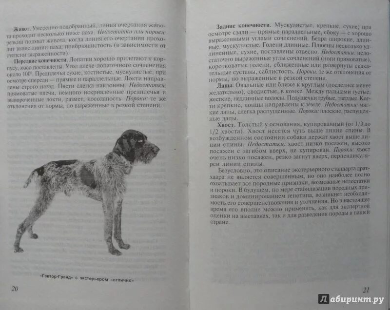 Лопатин Бремзен охота с дратхааром. Книги про породу дратхаар. Схема тримминга дратхаара. Лапы щенка дратхаара. Рассмотрите фотографию собаки породы немецкий дратхаар