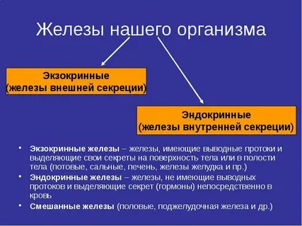 Работа желез в организме человека