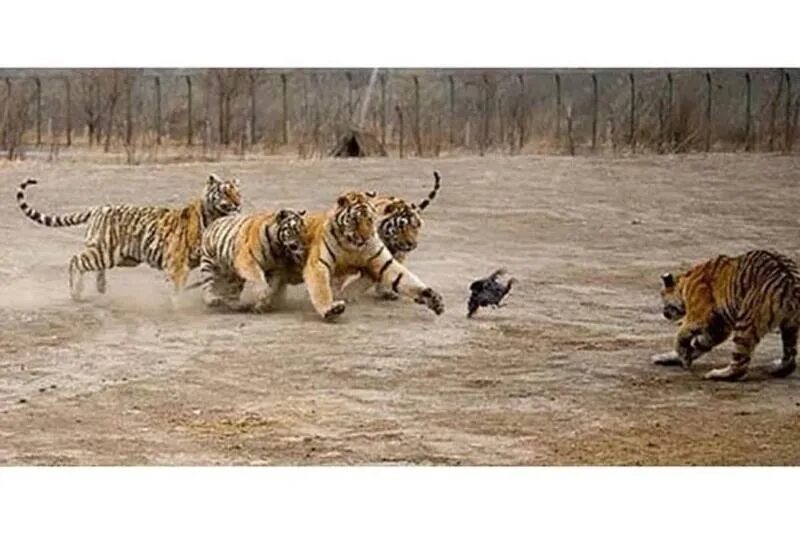 Тигр охотится. Тигр на охоте. Тигрица на охоте. Стая тигров.