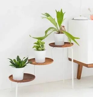 Plant 2014