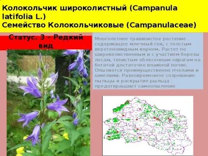 Где находится колокольчик