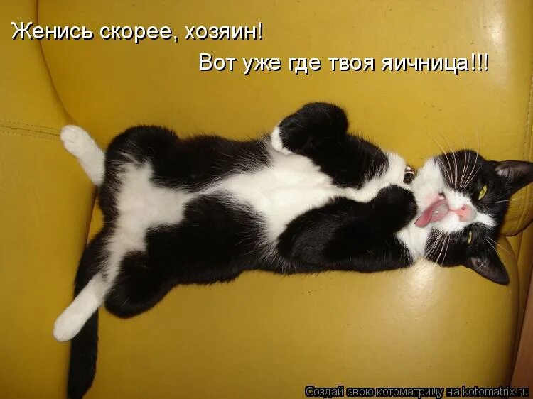 где котики. наглая рыжая морда. Cat frog. тигр юмор. прикольные картинки с подписями.