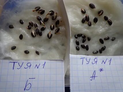 Через сколько проклевываются семена