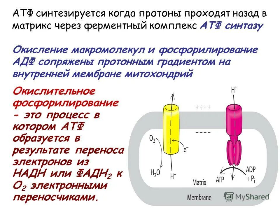 Колоть атф. АТФ синтаза в митохондрии. Окислительное фосфорилирование АТФ синтаза. Когда происходит Синтез АТФ. АТФ Синтез протоны.