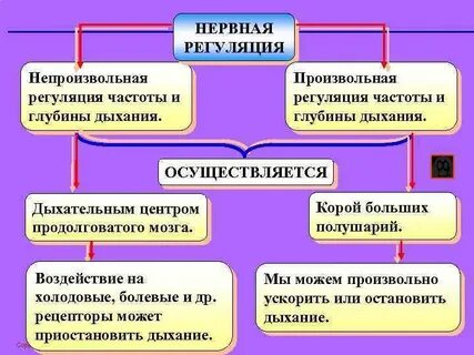 Нервную регуляцию осуществляют