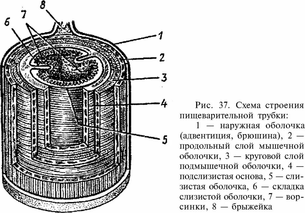 Кольцевой слой. Строение трубчатого (слоистого) органа. Строение трубкообразного органа. Строение пищеварительной трубки. Общее строение трубчатых и компактных органов.