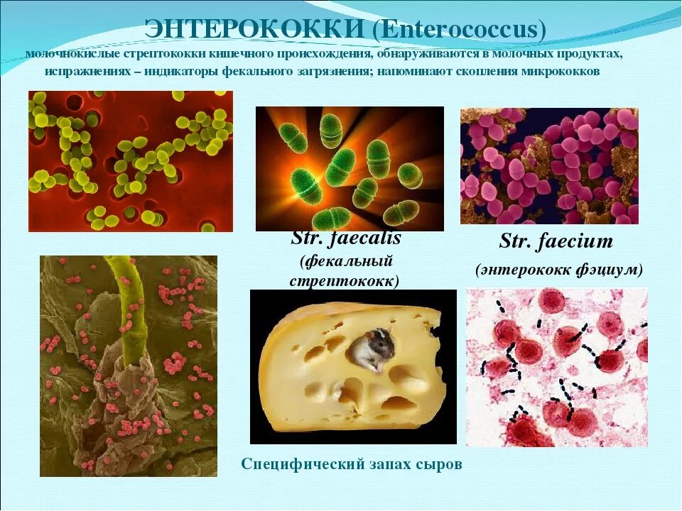 Энтерококки это. Энтерококки бактерии. enterococcus faecalis микробиология. энтерококк фэциум. стрептококки энтерококки.