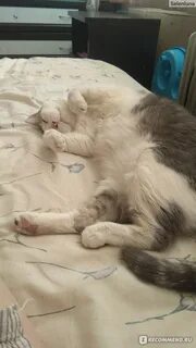 Кастрированные коты живут