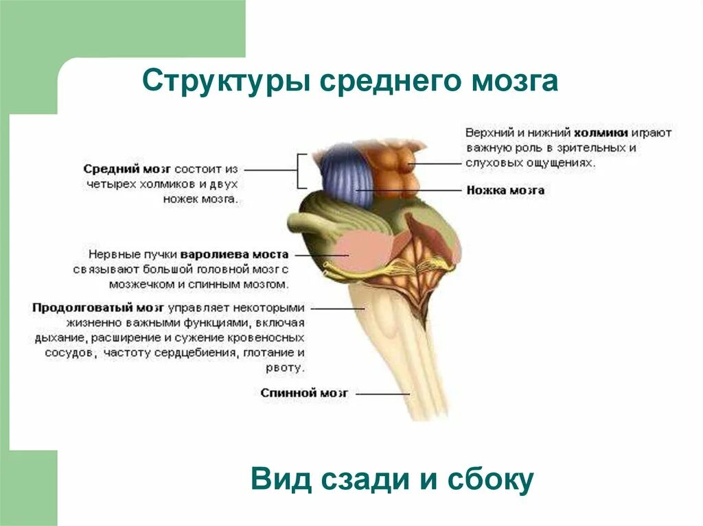 Средний и промежуточный мозг строение. Строение мозга промежуточный мозг средний. Срез среднего мозга с ядрами. Средний мозг анатомические структуры. Покрышка ножки среднего мозга.