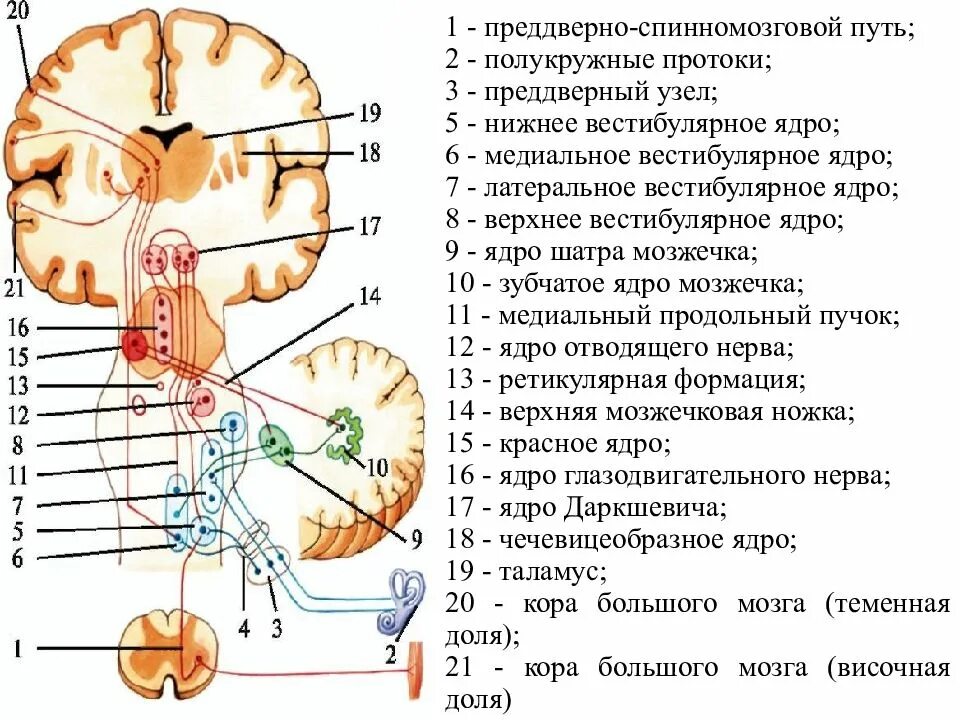 Спинно черепные нервы. Преддверно спинномозговой путь Перекрест. Покрышечно спинномозговой путь Нейроны. Проводящий путь преддверно улиткового нерва. Преддверно спинномозговой путь схема.