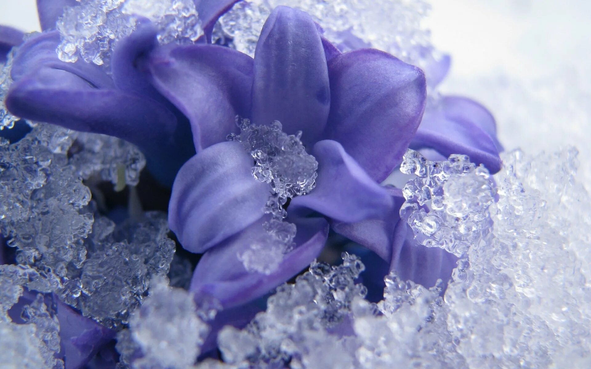 Картинки цветов в снегу. Зимние цветы. Морозные цветы. Зимние фиолетовые цветы. Красивые зимние цветы.