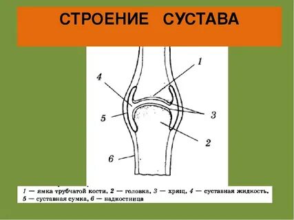 Строение суставов человека анатомия