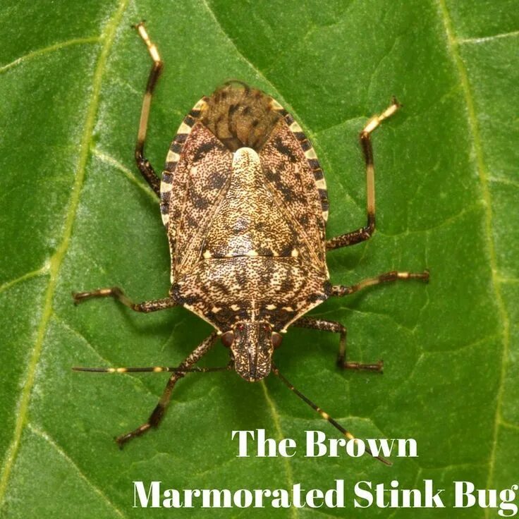 First bug