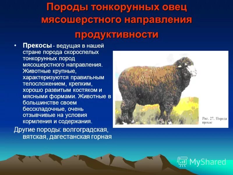 Продуктивные породы. Тонкорунные породы. Направления пород овец. Породы овец мясо-шерстного направления. Направление продуктивности овец.