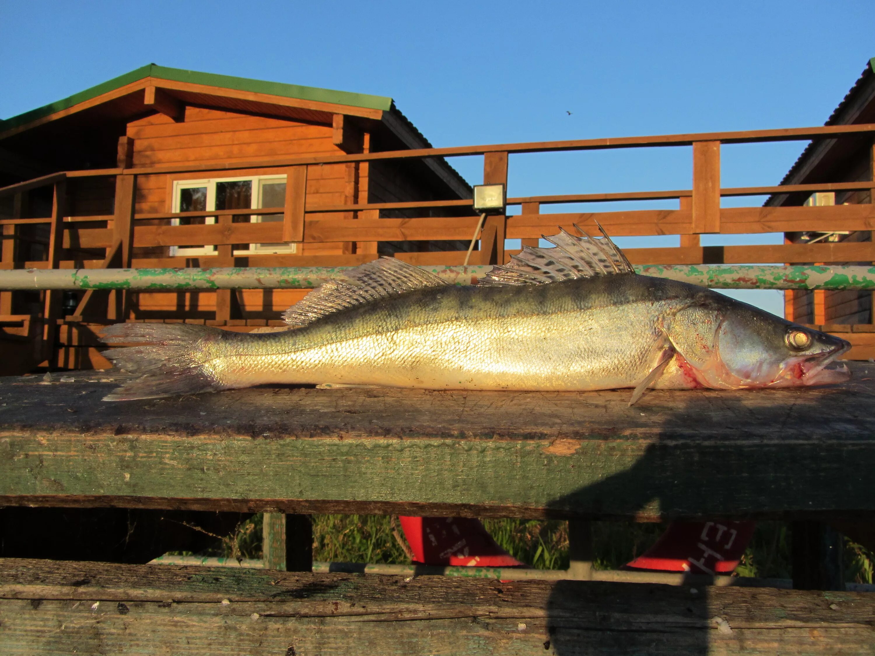 Зубы судака. Судак размеры. Возраст судака. Судак рыбка. Судак 40 кг.