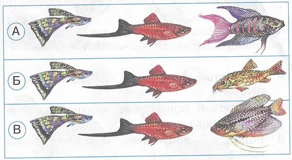 рыба гуппи. сомики меченосцы гуппи 250 200. рыба меченосец аквариумная. анциструс l144. сомики меченосцы гуппи 250 200.