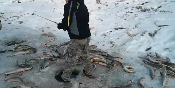 Что произошло когда удалось поймать первую рыбу. Замор рыбы на реке Протве. Замор рыбы в проруби. Замор рыбы Чухлома.