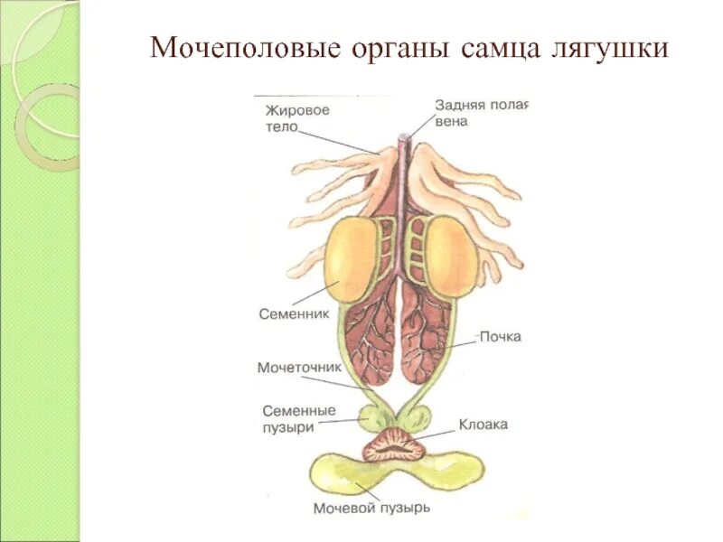 Мочеточник у земноводных. Выделительная система лягушки 7 класс. Строение половой системы лягушки схема. Мочеполовая система самки лягушки. Выделительная система земноводных схема.