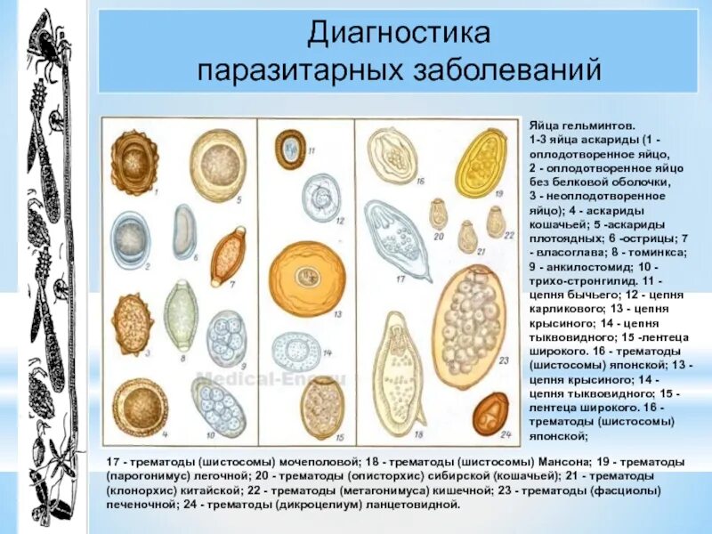 Яйца гельминтов микроскопия атлас. Яйца гельминтов аскариды. Паразитология яйца гельминтов исследования. Паразитология яйца гельминтов атлас. Самое крупное простейшее