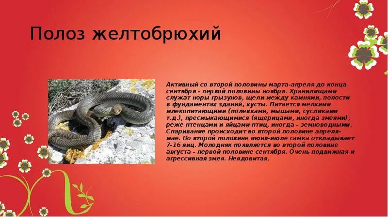 Рак занесен в красную. Животные и растения донбасса занесённые в красную книгу. полоз желтобрюхий красная книга. животные красной книги донбасса. животное донбасса занесенные в красную книгу.